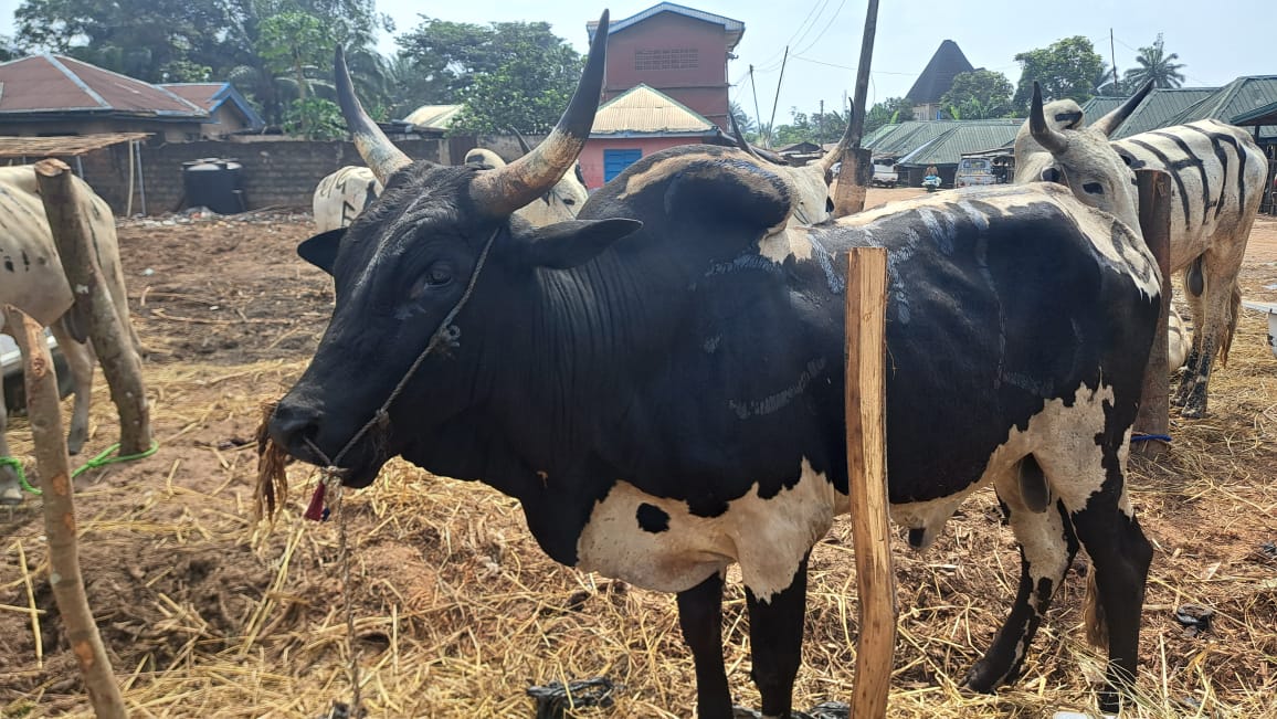 NZE CHIDI DURU, OON, THROUGH NCDF GIFTS A BIG COW TO OGWUGWUALA PEOPLE OF NKPOLOGWU, ANAMBRA STATE.